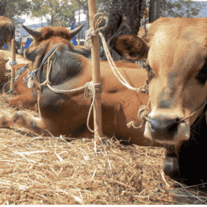 Charity Slaughter - Big Animal